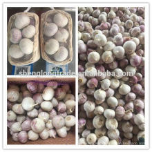 Solo garlic carton China Yunnan fresh garlic